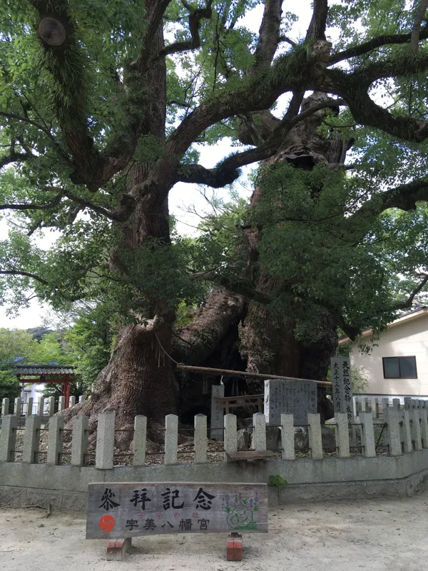 産湯の水手前にある巨木の写真