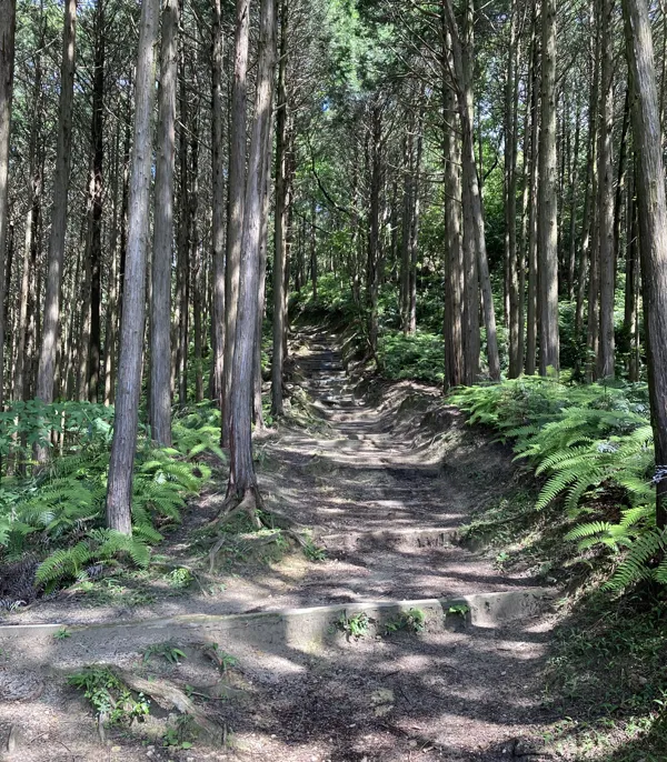 登山道の写真