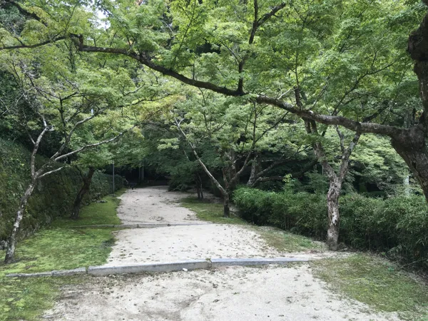 もみじの写真